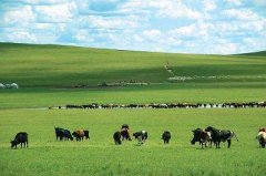 黄花沟草原景区团建