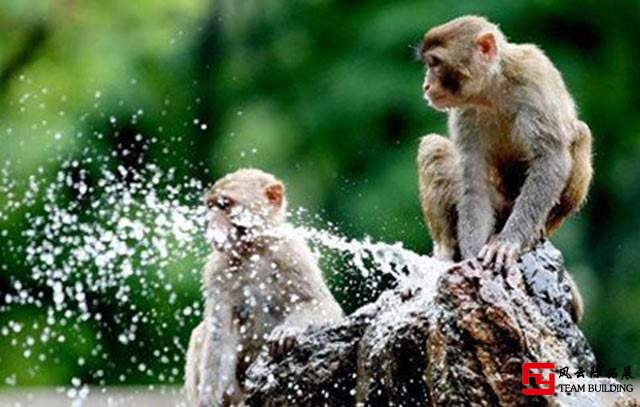 十渡水上人家拓展基地的美猴图